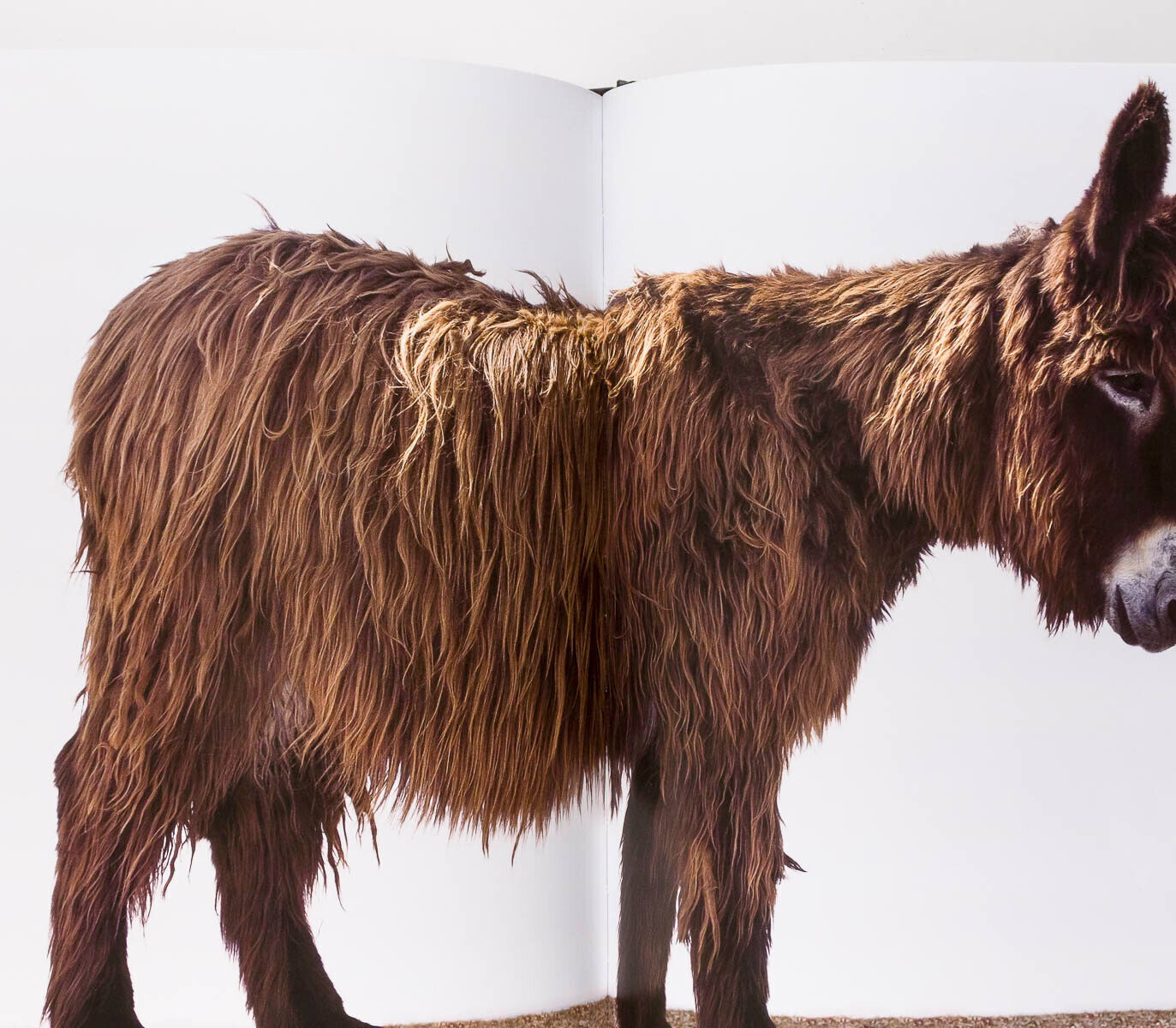 Signed by OLIVIERO TOSCANI 2015 book MAGNIFICENT FAILURES Colors BENETTON Rare