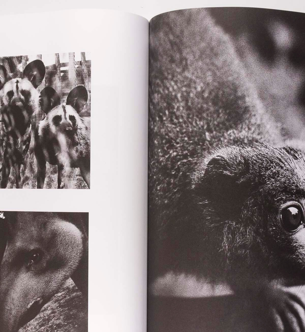 Selena Forrest PAMELA ANDERSON Jamie Bochert XR Eco Farm MORE OR LESS magazine 5