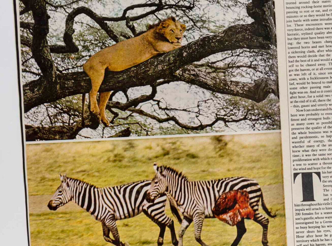 Naomi Sims PARIS Winston Churchill COLIN MacINNES Africa ~ Sunday Times Magazine